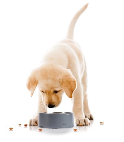 Salter Pet Food / Dog Bowl Scale SA00690G